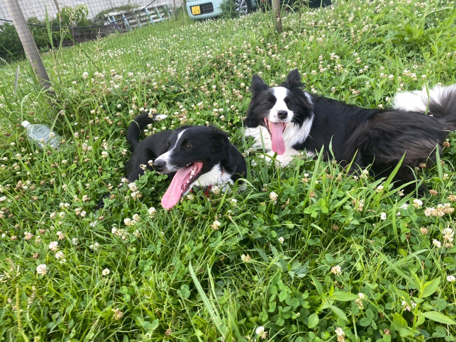 Twitter এ Yuta 今日はボーダー友達のリアン君とリリーズガーデンへ 新しいお友達が沢山出来ました ボーダーコリー ボーダーコリースムース 犬のいる暮らし 犬のいる生活 リリーズガーデン Lilysgarden T Co Mtnbum0qmp ট ইট র