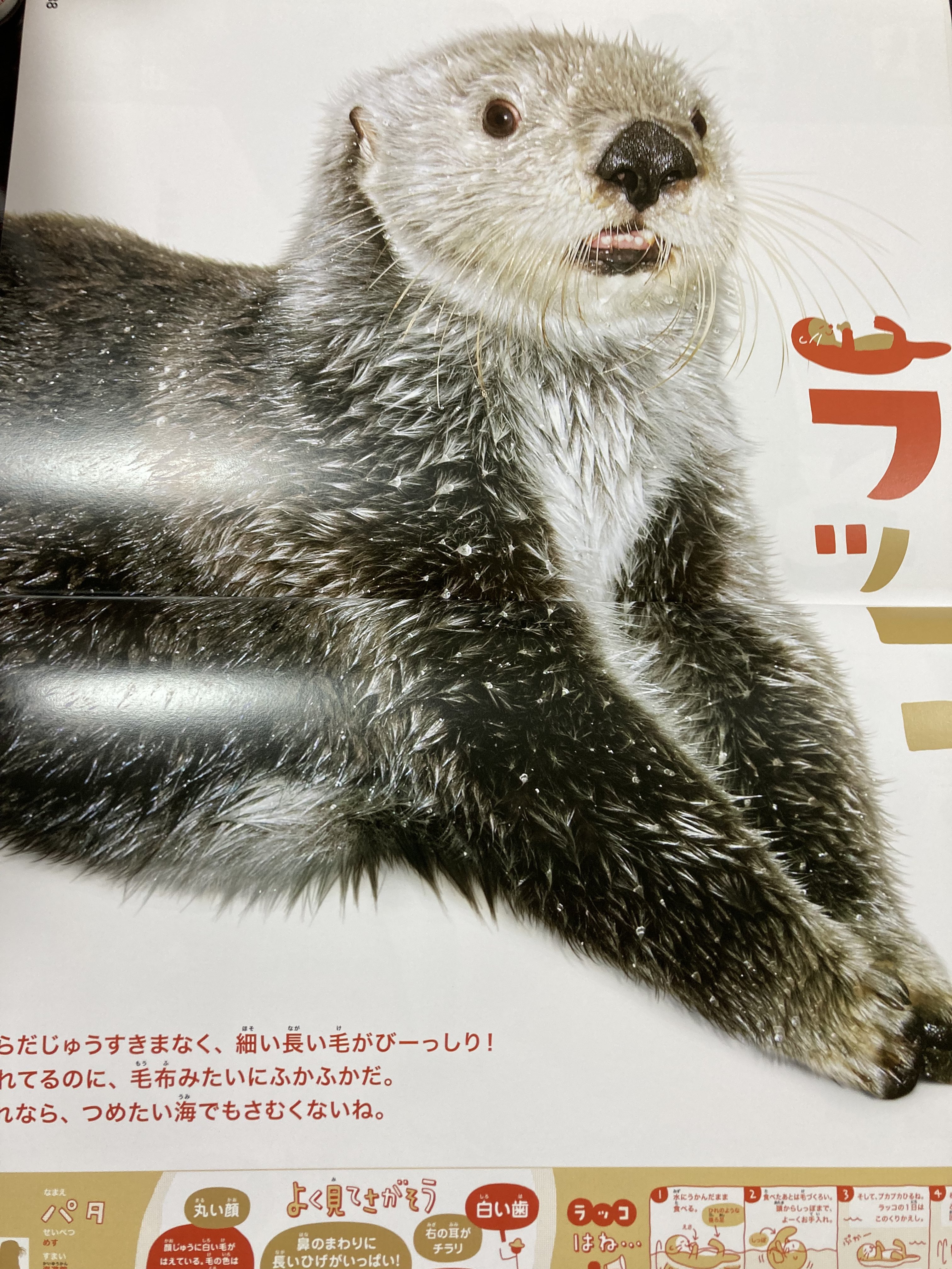 海遊館 ラッコのパタ 写真集