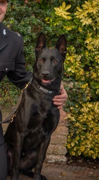 PD Bond completed a long testing rural track to locate the driver from an RTC who had fled and hidden in woodland. Fields, yards, bridges and fences all negotiated before the intoxicated suspect was hunted down. A superb track for this young lad. The names Bond. 👏