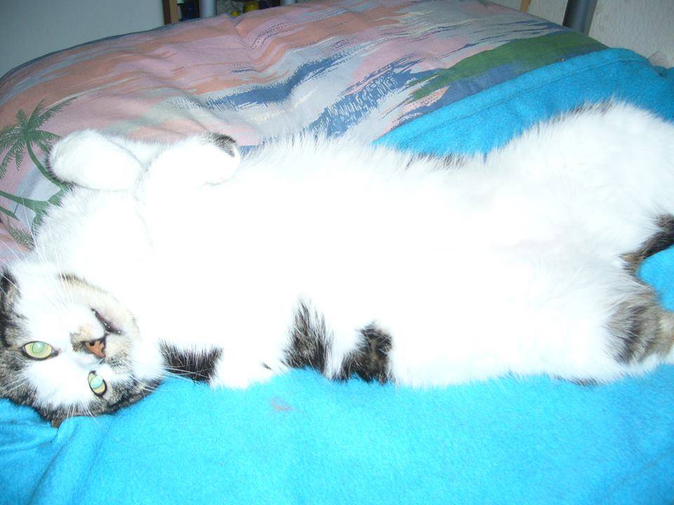 marillion13's tweet photo. Happy #SundayFunday afternoon from Gizzy, Thori and lil Angel Sisi, da second hand kittehz &amp; their #MultipleDisabled &amp; #DrasticallyUnderweight (#BMI 14,2) #LongtimeLupusSurvivor momcat Marion.
#LupusIsAnAsshole, but I #NeverGiveUp.
🙏🙏🙏😻😻😻💖💖💖☮️☮️☮️ https://t.co/K3iH3kctHM