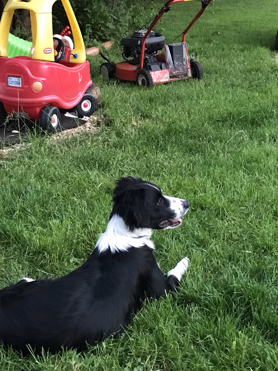 Just chilling … ahhh it’s a dogs life 🐾 🐾