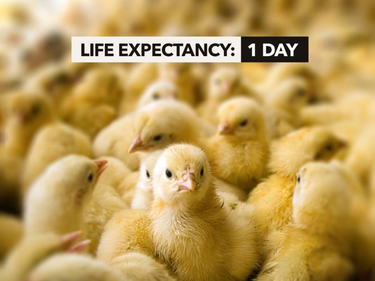 Dying of old age is a privilege of the few but everyone deserves more than a day🐥💔 #BeKind 🐾💞 Be #Vegan💖 All @AnimalsCount🐓💞 @RickyGervais @Protect_Wldlife @PeterEgan6 @zbleumoon @ChrisGPackham @Veganella_ @Ivy_MiddletonUK @Animals1st @domdyer70 @marcthevet @AnimalAid