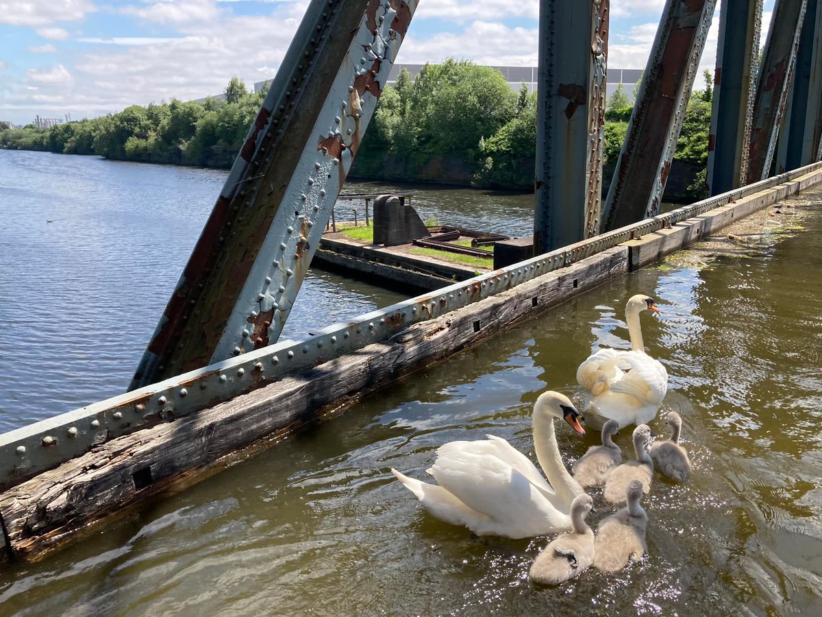drclaremasters's tweet photo. A family of swans swimming along the Barton Swing Aqueduct, high above the Manchester Ship Canal :) @CanalRiverTrust https://t.co/KySYqigy6e