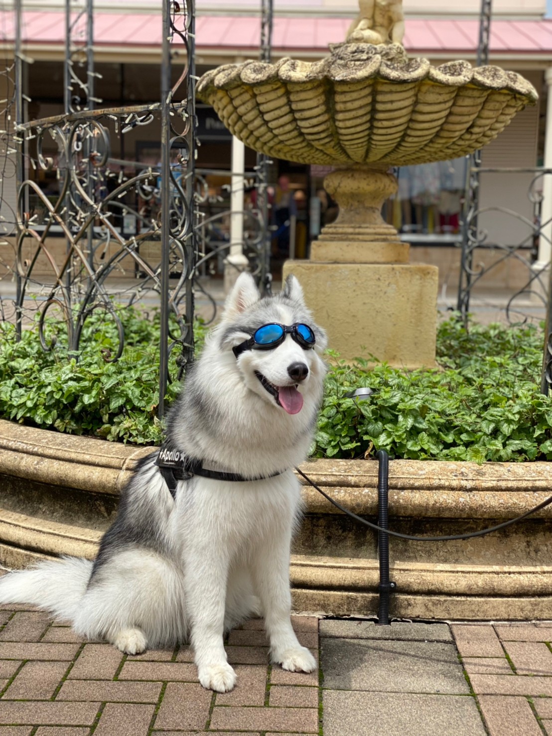 アポロ コスモ ハスキー 人間といっしょで 目を守るのにサングラスが有効らしいんだけど T Co Wixdfqnadp Twitter