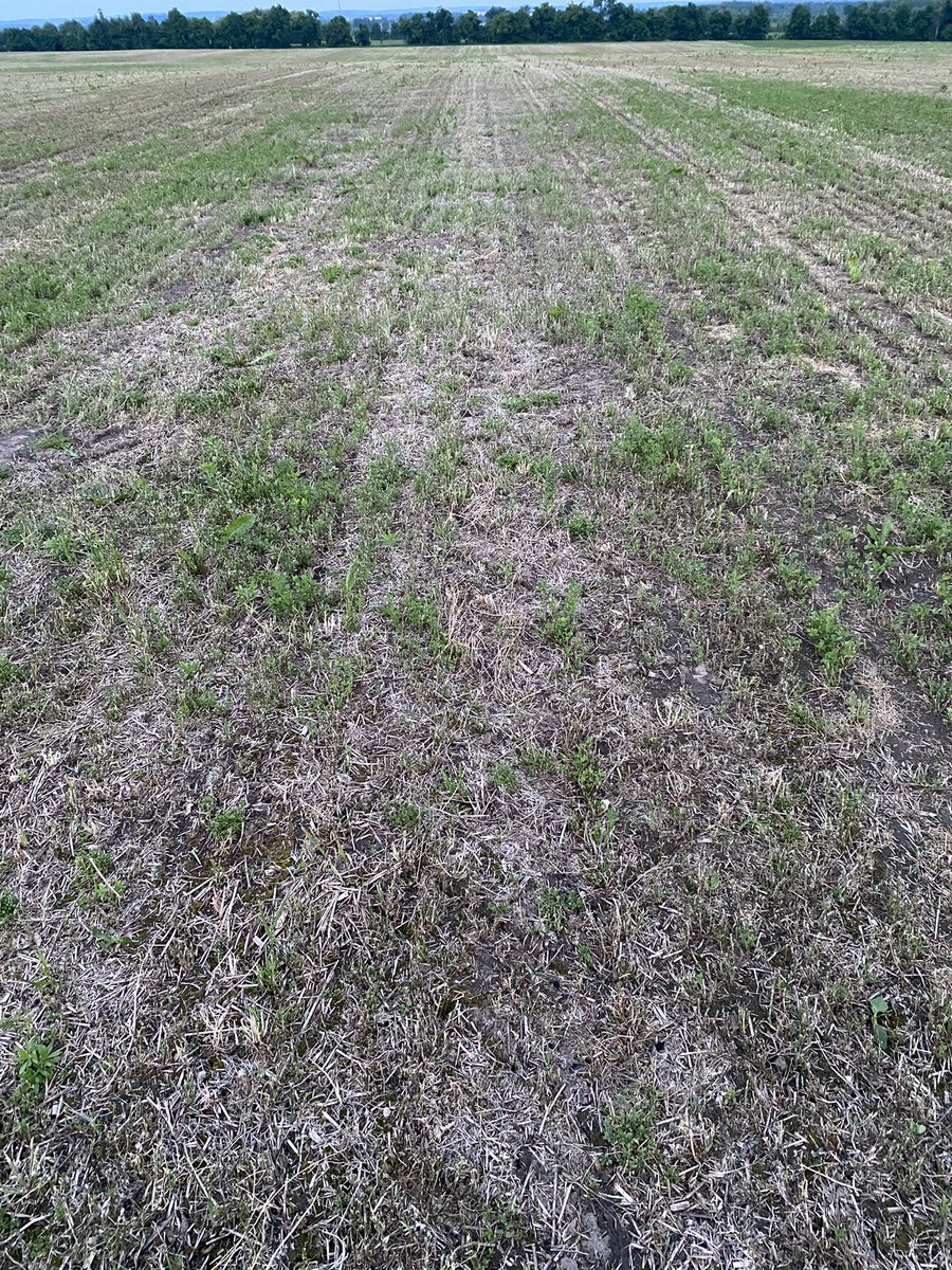 I have a summer seeding field of alfalfa we have taken a cut of 12 days ago. Plants are dormant in major areas. Anyone else ever had this before?