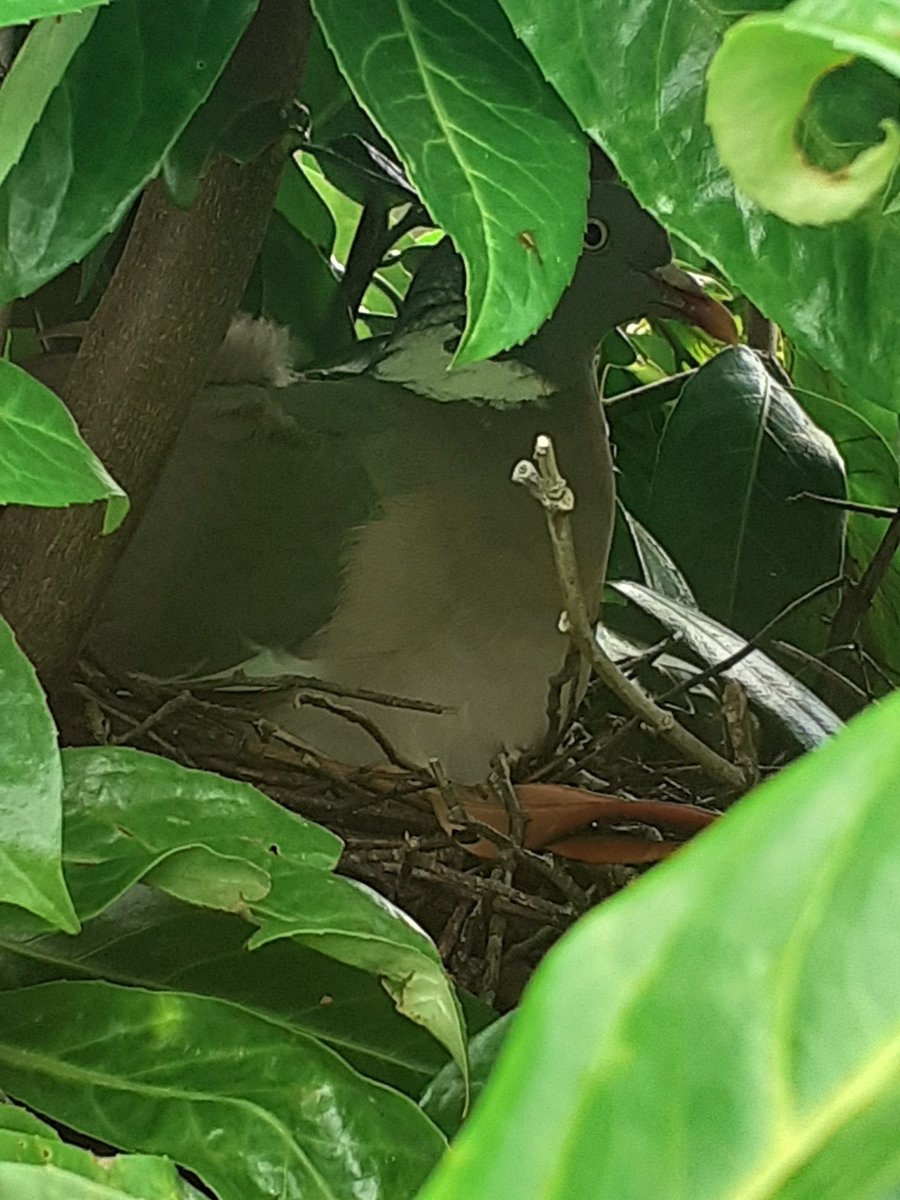 SMooreHereford's tweet photo. #woodpigeons are back nesting in the garden, 5th year in a row and multiple broods.
@bto #nestingneighbours https://t.co/5asxsmlQ5w