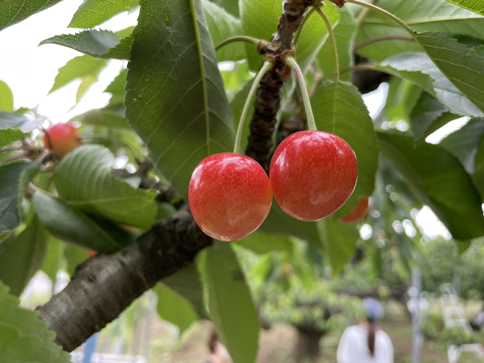 上田悠華子 Nhkキャスター こんばんは 土日は山形へ行ってきました 念願のさくらんぼ狩り 甘くて美味しかった 詳しくは少しずつinstagramに載せようと思います 明日から月曜日 早起き頑張ります T Co Yh0dcttnyp Twitter