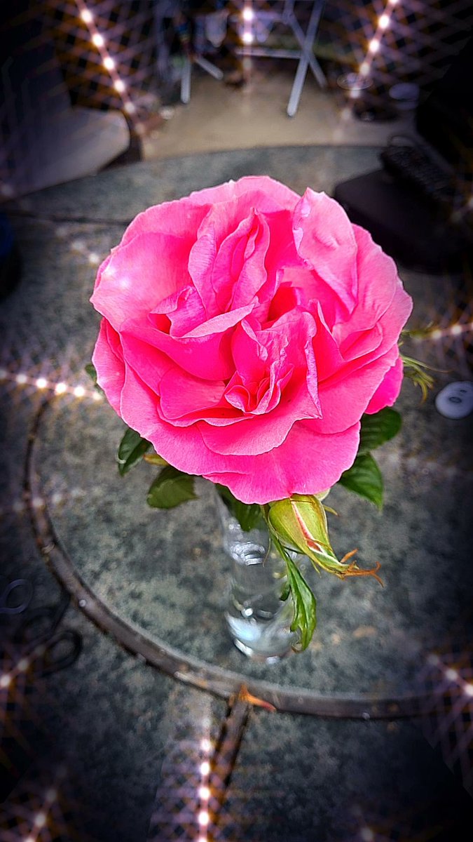 petraj76's tweet photo. First Flower of the year.. so many buds this year , and the smell is just amazing #sweetlikecandy #saffierose @OurSaffie https://t.co/toMlvd5D73