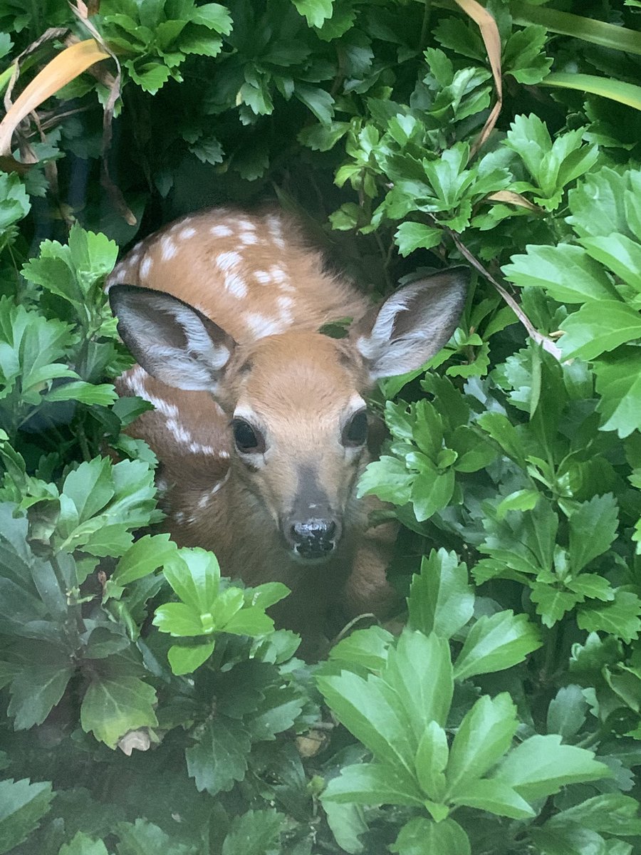 gregolear's tweet photo. Right outside my son’s window, this cuteness: https://t.co/AE7rI3uona