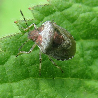 Growing Hedge Woundwort in my #WildAboutWarnham garden border.  Some gardeners might not approve and it's definitely a bit invasive but I like it and so do these Woundwort Shieldbugs!
