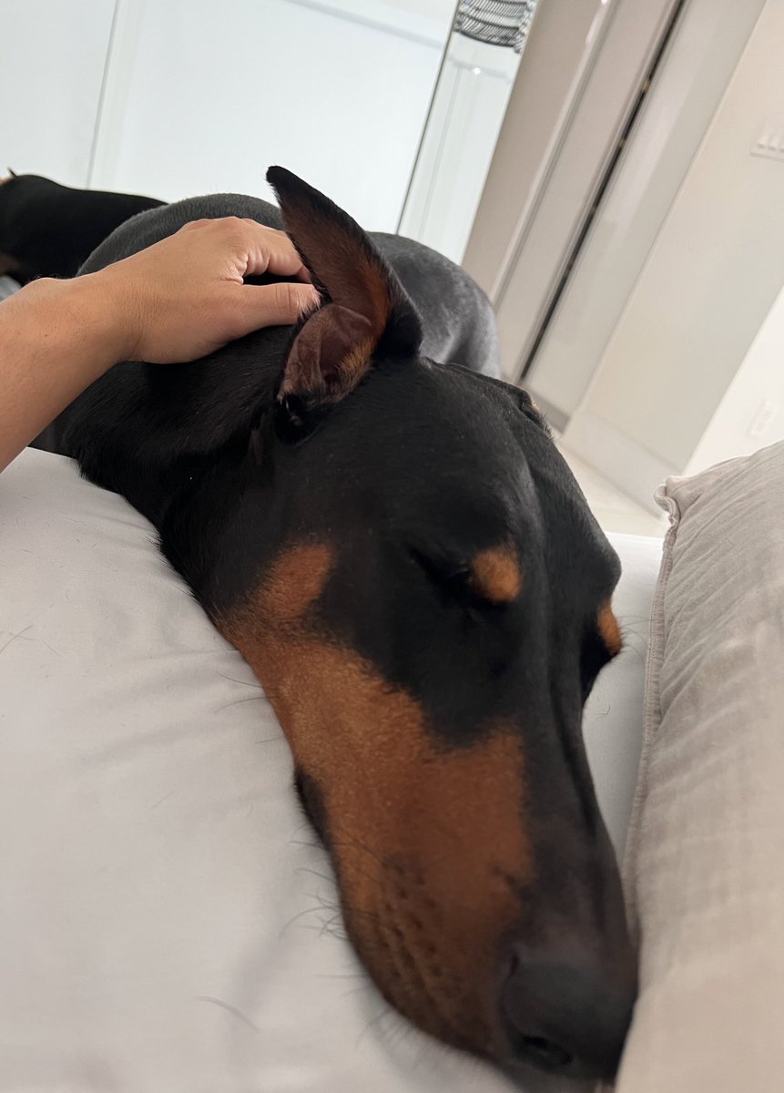 Property_Papi_'s tweet image. GM - still here