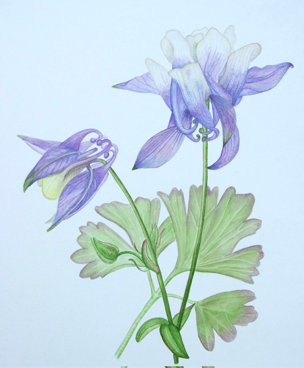 Self seeded aquilega from my garden