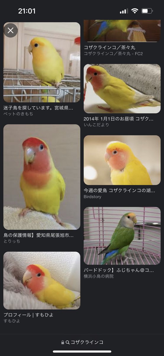 MikeIzumo's tweet photo. 🐥ネットの画像で小桜インコ🦜ちゃん親探し https://t.co/FrU0YajgPL