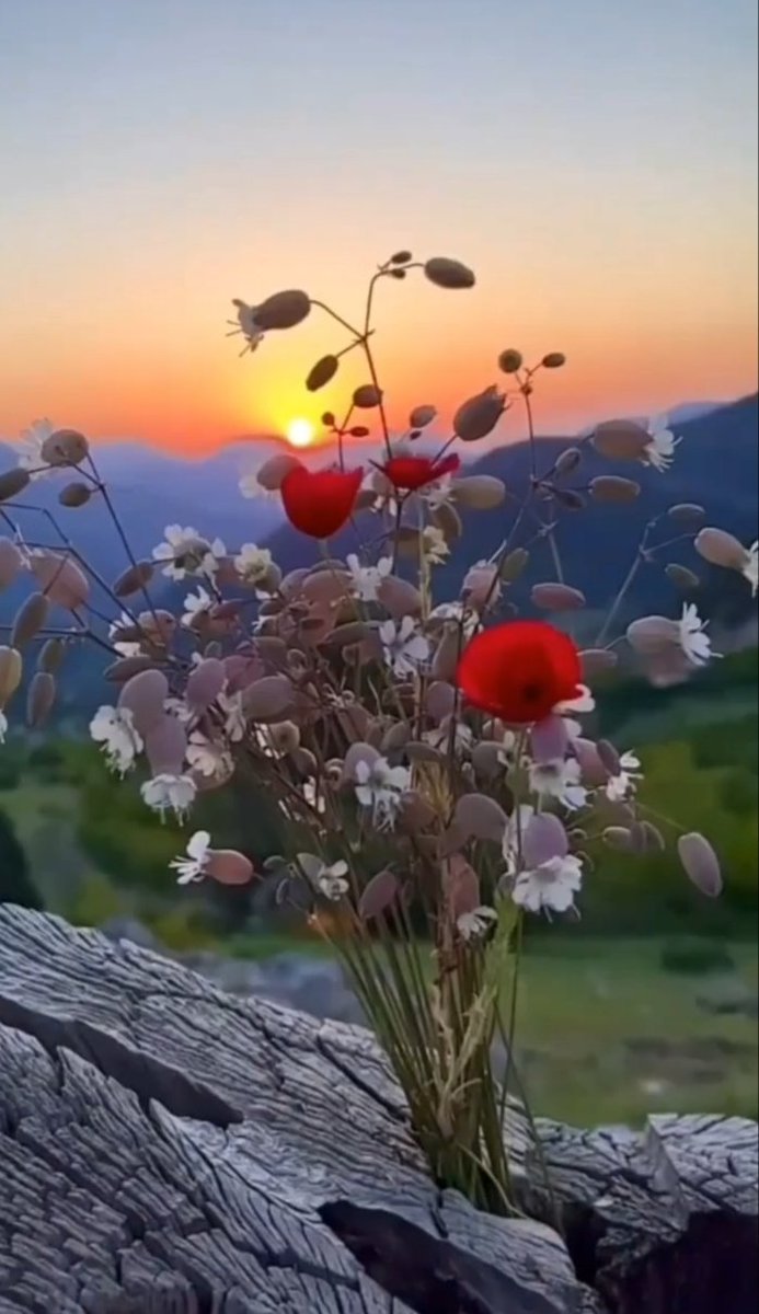 Nancy61949123's tweet photo. #BuenosDiasATodos gracias señor porque hemos despertado un día más con el mismo amor de #Adorarte siempre #FelizDomingo lleno de #Paz y #amor https://t.co/lbMWNkesAu