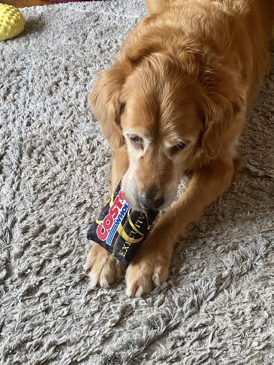 FinleyGolden's tweet photo. Hey, I finally got my #Costco membership card!  Going to head down there and buy that BIG box of dog bones! 🦴 #GoldenRetrievers #Woof https://t.co/0g8UntWYWb