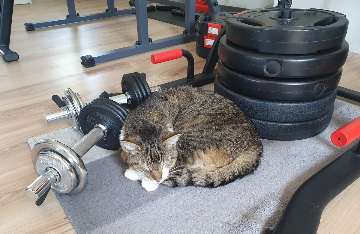 Seltenes Bild eines Muskelkaters in seiner natürlichen Umgebung