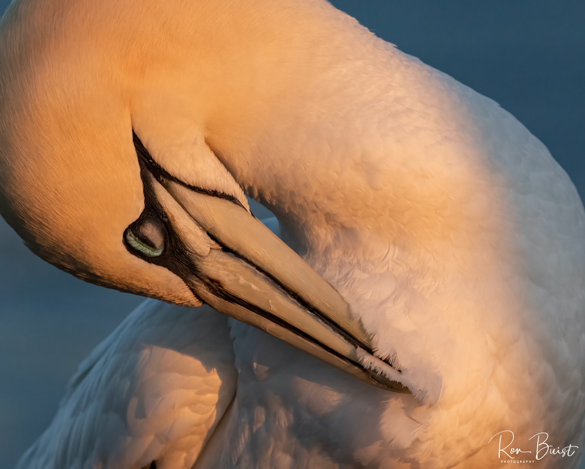 Blipfoto's tweet photo. It's #BCSplash time again!
Apart from the fact that gannets are such incredibly beautiful birds, we were drawn to this photograph by Ron Buist because of the wonderful warm evening light and the perfect composition.
Read the full story here:
https://t.co/pXbJKIjGCV
#saveyourlife https://t.co/SPmA5HhTQj