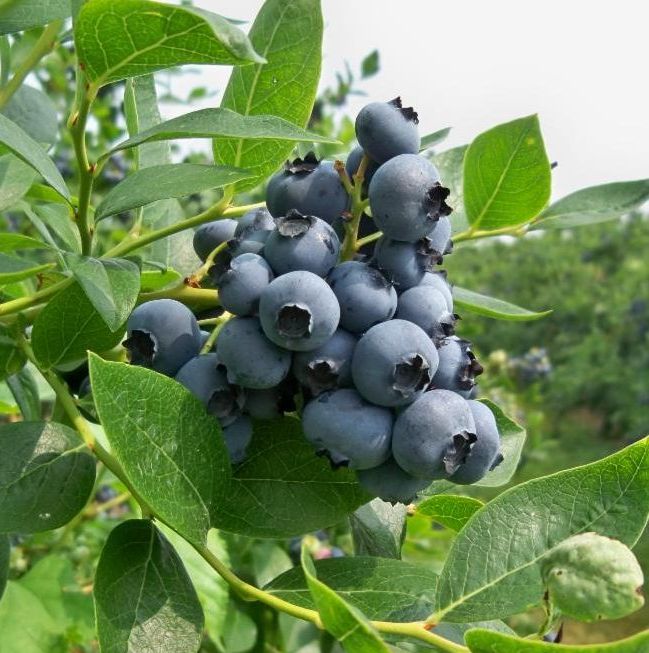 GodfreysFarm's tweet photo. June = All Things Blueberry
https://t.co/esLgyllmHb https://t.co/qL0jAHMMA7