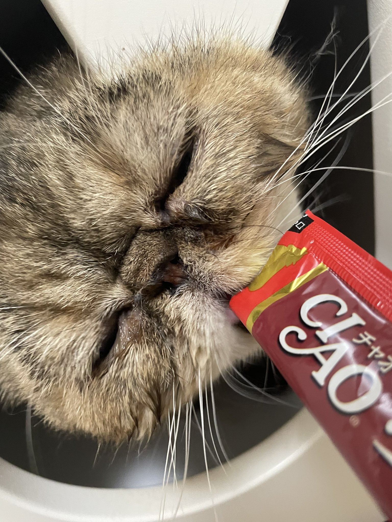 ねこもね Nekomonet Twitter