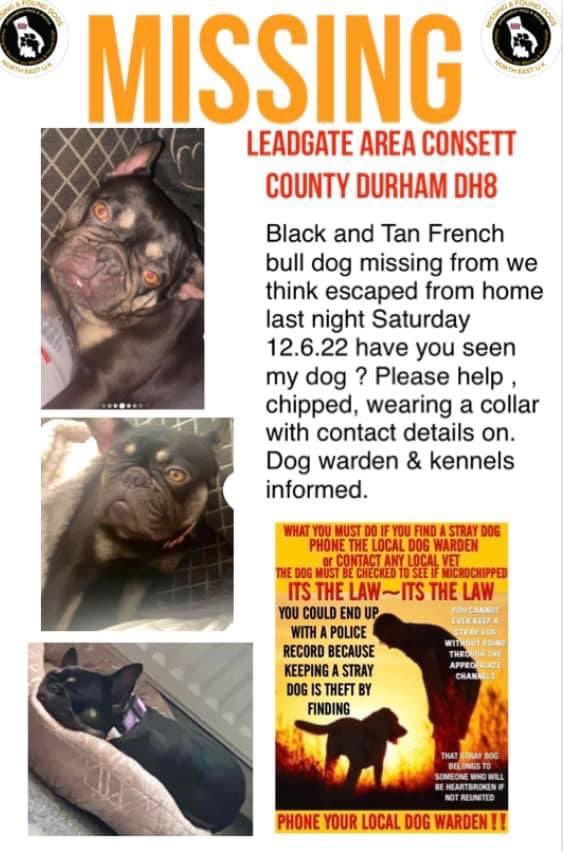 rosiedoc666's tweet photo. MISSING #LEADGATE #CONSETT - SAT 11.6.22 
Owner thinks escaped from home not 100% certain/wearing collar/tag.
CHIPPED
LOCALS plS check outbuildings garden/garages in case the trapped/hiding. Check any ring door bells/cctv or cameras in cars ETC TY 
https://t.co/YbVGox9n2w https://t.co/s9GiiWWy53