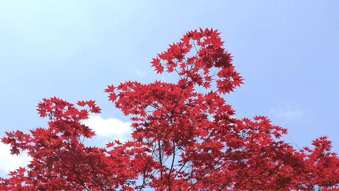 植物 