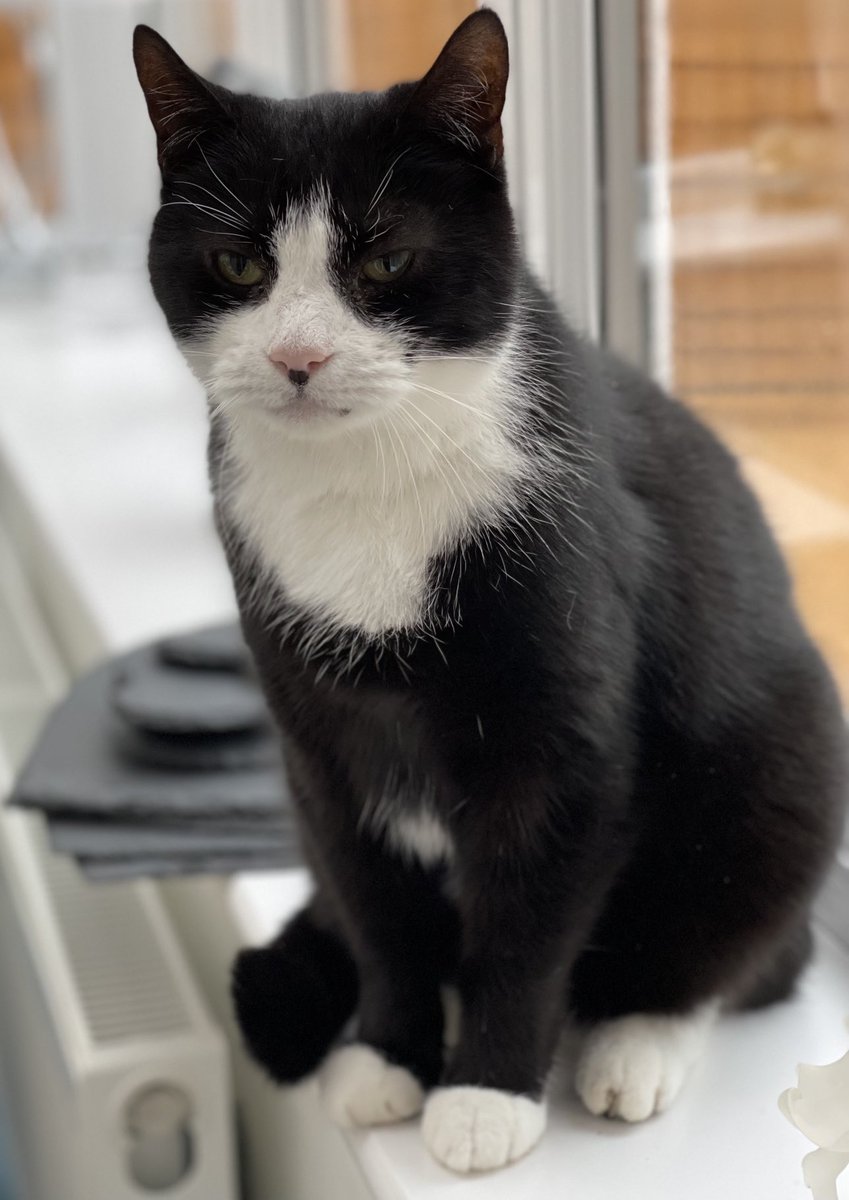 jillmaiolani's tweet photo. My #rescuecat Felix #sundayvibes #catsoftwitter https://t.co/PUiVXUxpgj