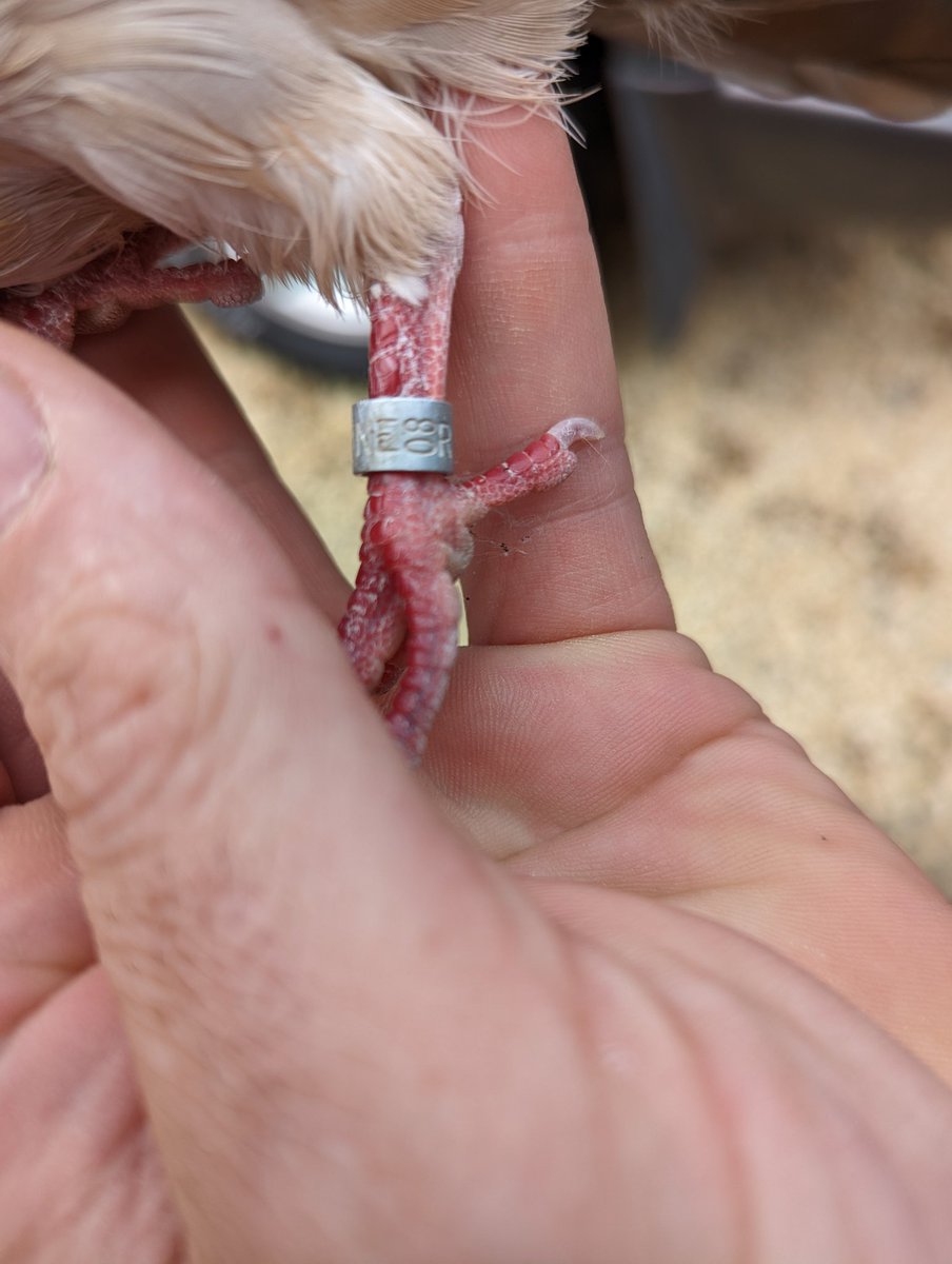auction_urban's tweet photo. @official_rpra found a pigeon, good health - anyone advise what to do with him please - call 07980561617 https://t.co/1Gykw54bbp