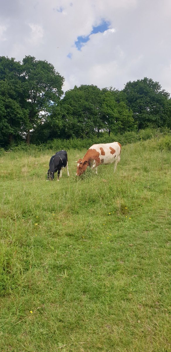 runwithandy's tweet photo. π€Sunday run & gym! ππ§‘π«Άπ½ππͺ΅π¦ππππ£ππ #active #fitness #brent #4miles #sunday #ealing #june #gym #workout #summer #strava #goodmorning #training #london #ukrunchat #vitality #keepmoving #shokzsquad #gruffalotrail #trailrunning #runwithandy #healthiswealth #runthroughuk https://t.co/fyddIAdo1l