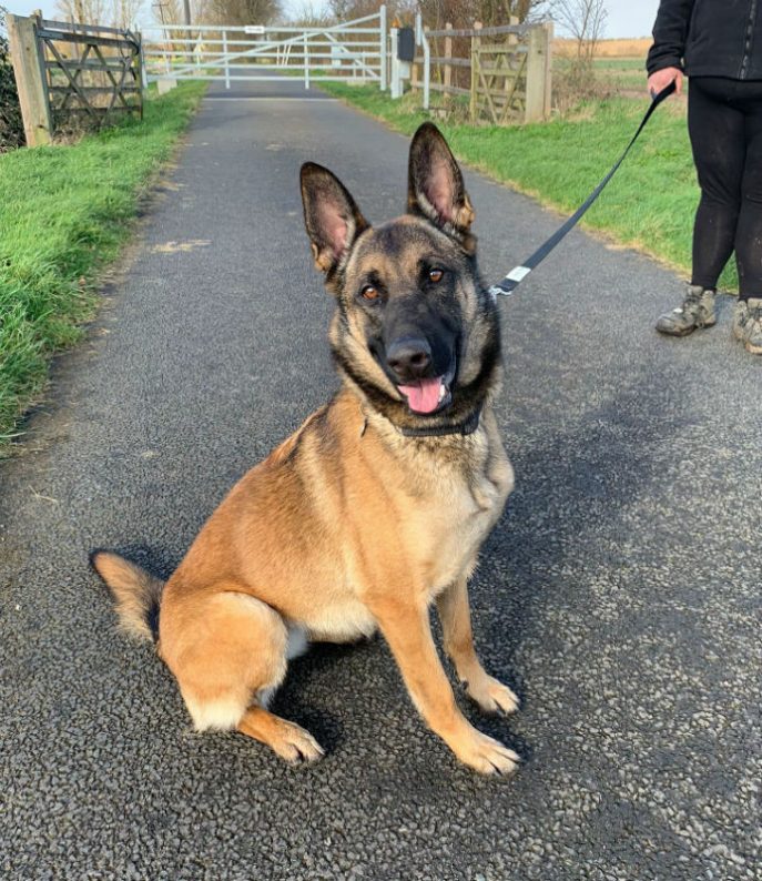 AdoptionsUk's tweet photo. Please retweet to help Nala find a home #ESSEX #UK 
Aged 2, looking for an experienced home and something to keep her stimulated. 

DETAILS or APPLY👇
https://t.co/9jNqab21fa
#dogs #pets #animals #Malinois https://t.co/5hp28NJQSC