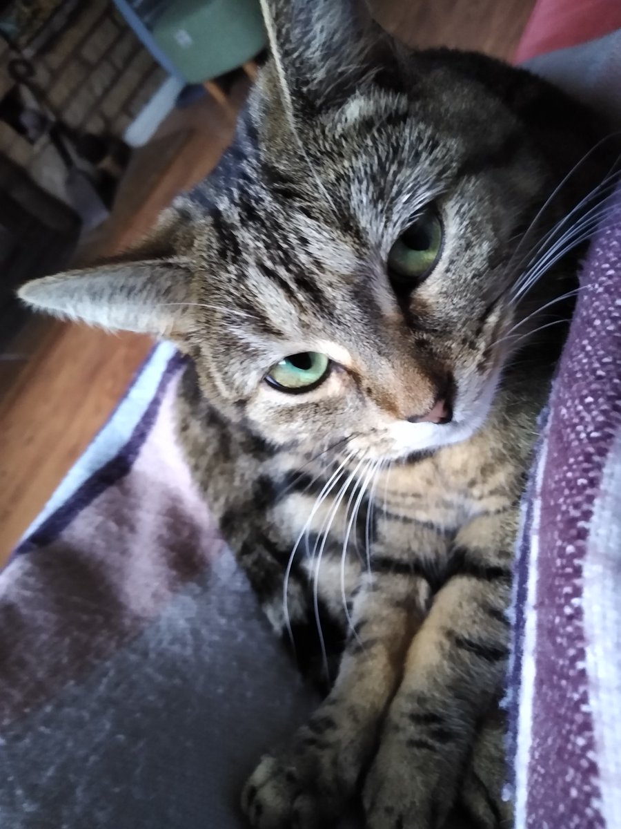 Luna3Looney's tweet photo. Don't you dare move whilst I'm having my #SundaySnuggle time ! https://t.co/wpuvu7M5O3