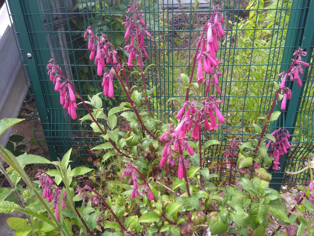 GreenJimll's tweet photo. The long border at Parkway has some flowers blooming, although the plants still look a bit stressed to me. In about 10 years time I'll have added enough organic matter to make them more comfortable! https://t.co/KYkUEg2o3b