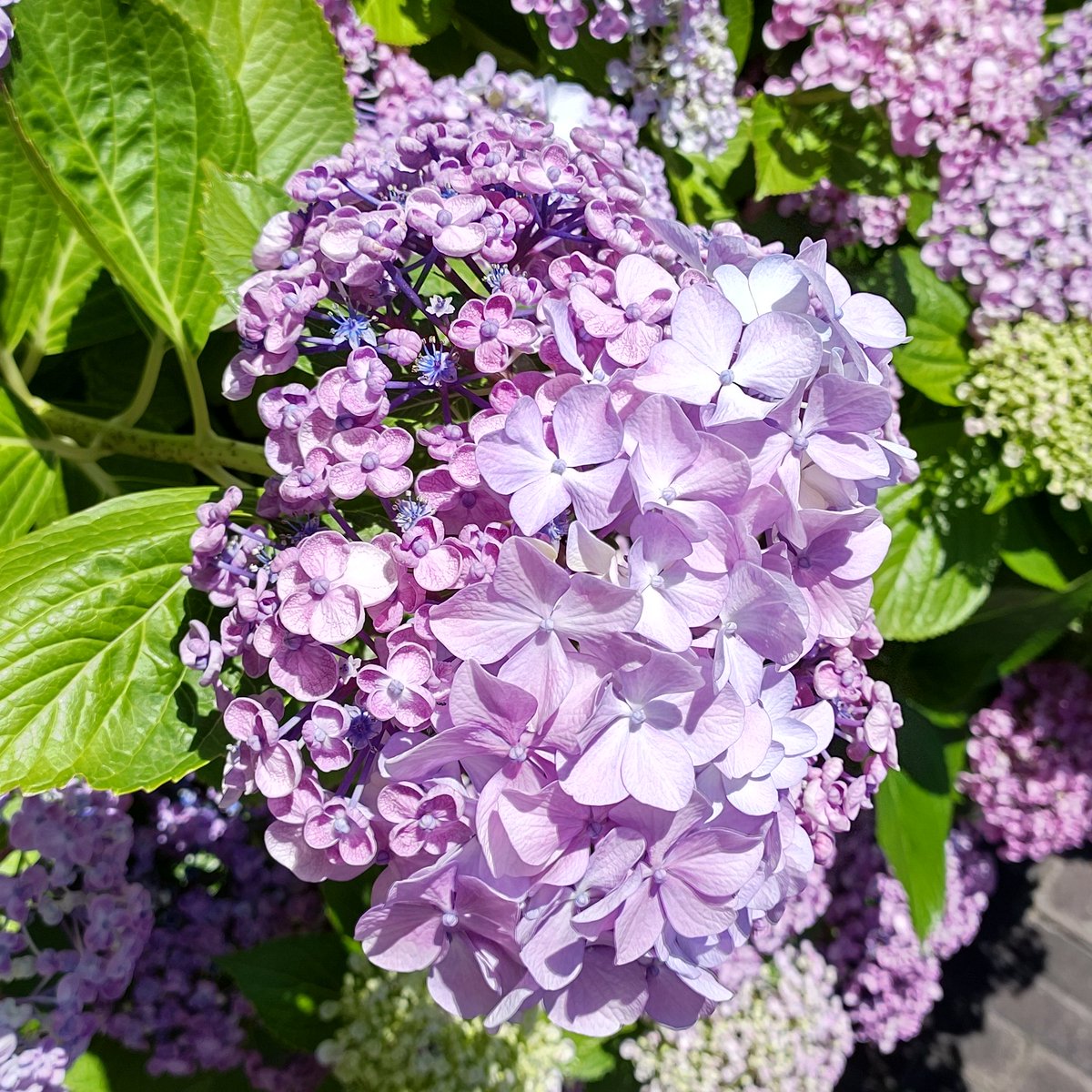 JKikunou's tweet photo. The local residents keep these amazing flower beds✨
Among the flowers,there are two special hydrangeas.
Different form petals in one hydrangea😲

#hydrangea 
#hortensie 
#hortensia 
#flowerbed 
#hydrangealovers https://t.co/VREsPKgDBT