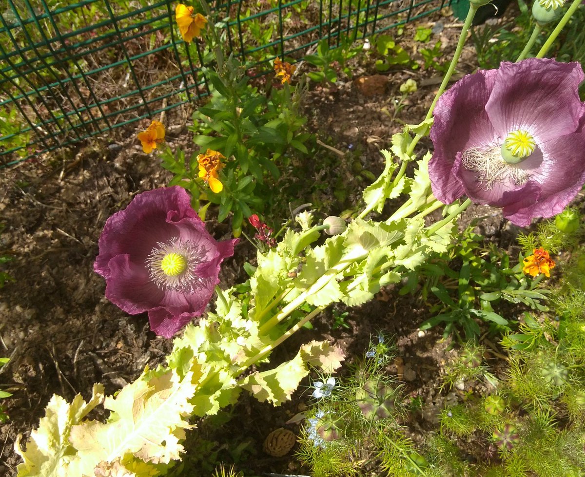 GreenJimll's tweet photo. The long border at Parkway has some flowers blooming, although the plants still look a bit stressed to me. In about 10 years time I'll have added enough organic matter to make them more comfortable! https://t.co/KYkUEg2o3b