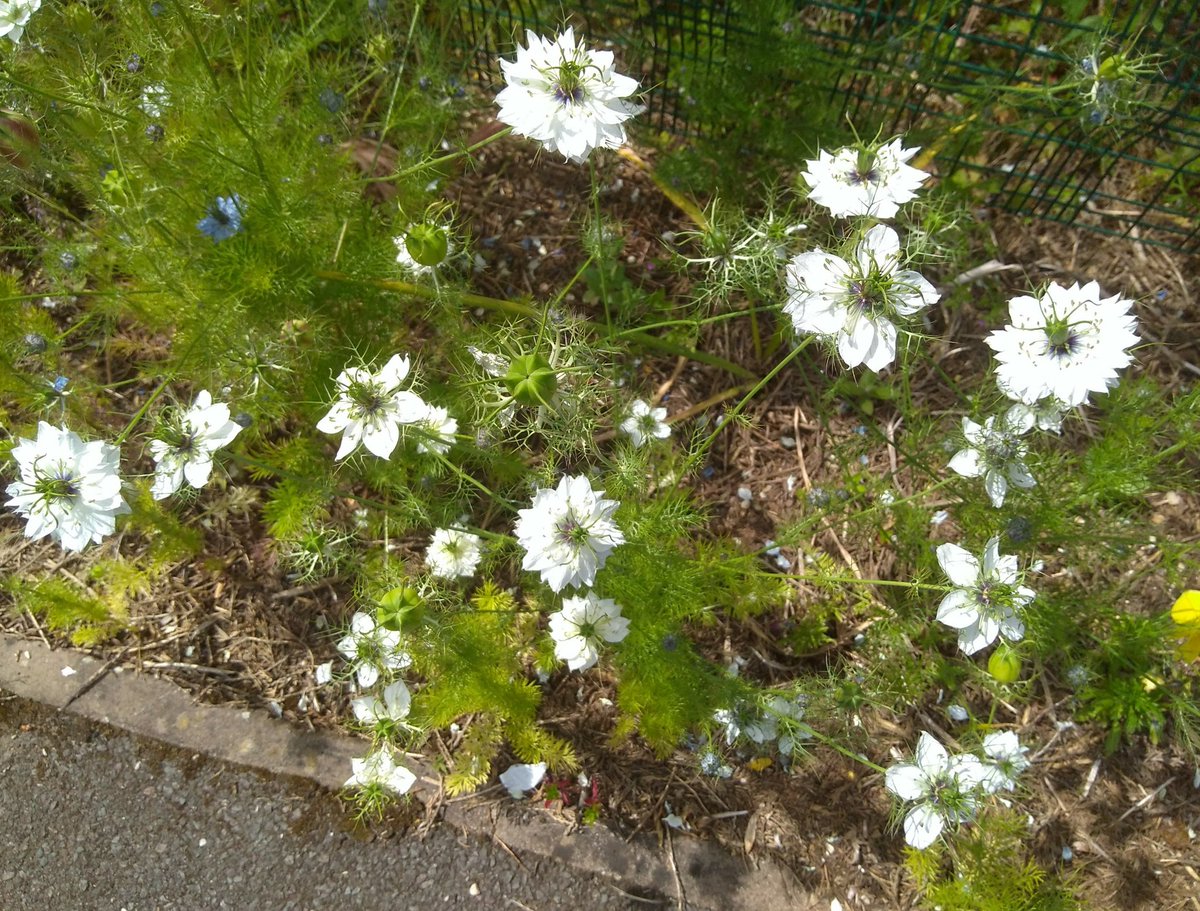 GreenJimll's tweet photo. The long border at Parkway has some flowers blooming, although the plants still look a bit stressed to me. In about 10 years time I'll have added enough organic matter to make them more comfortable! https://t.co/KYkUEg2o3b
