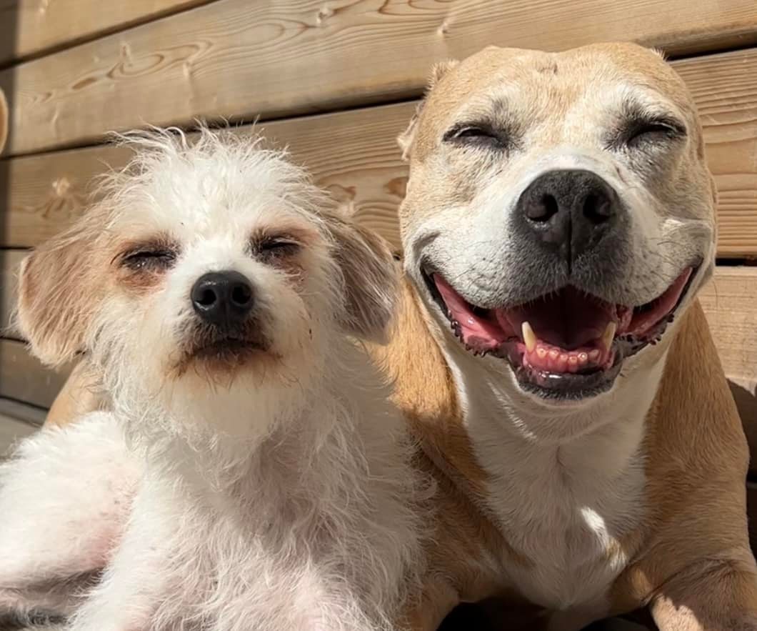 trioaf's tweet photo. Cutest mugshot ever. ❤️

#mugshot,#cutenessoverload,#chicago,#AdoptDontShop,#seniordog,#pitbull,#smile https://t.co/akUdTbn7jv