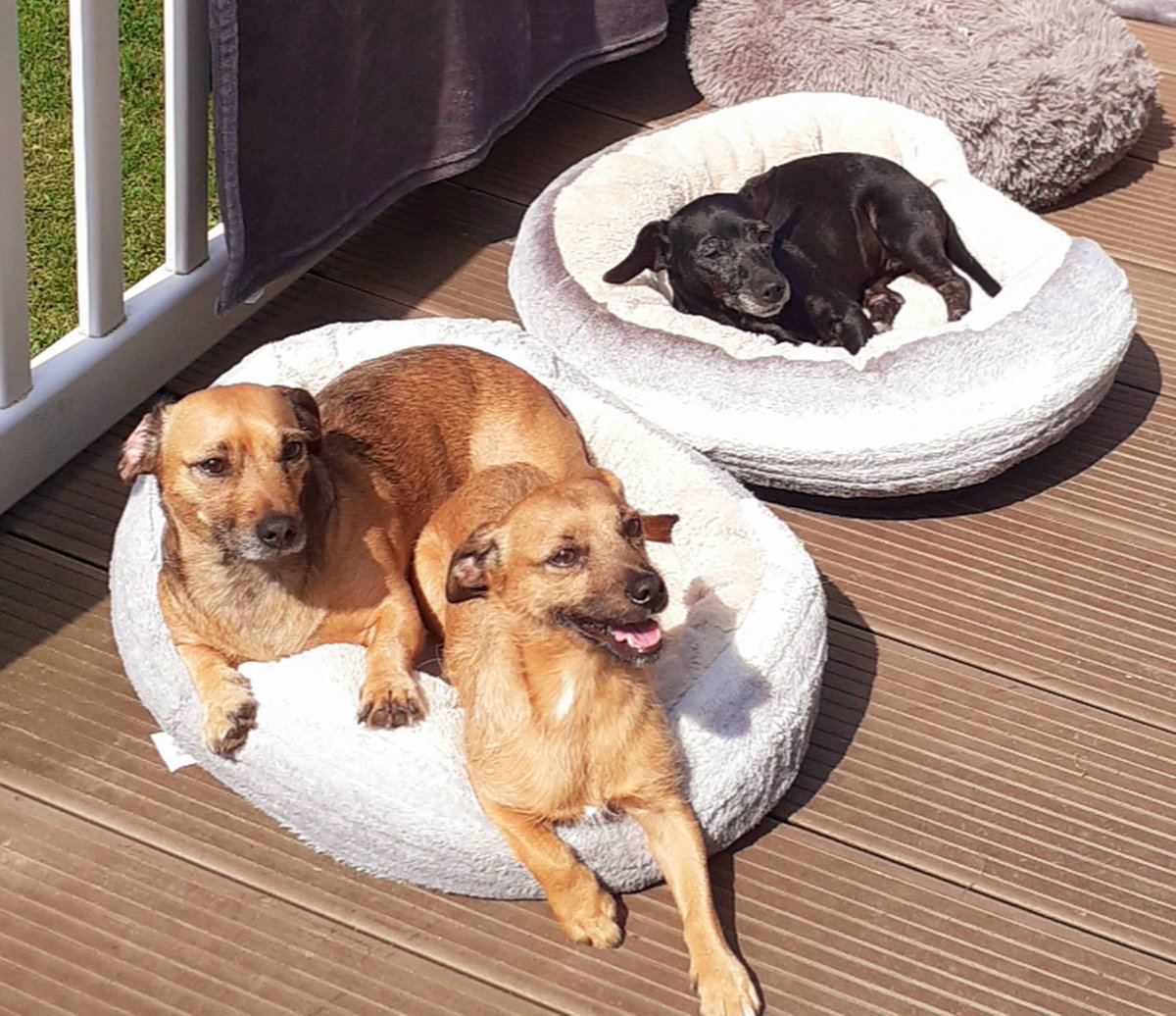 When needs must.
One of my dogs does not get on with my partners dog. She was trying to put my dogs picture on Dog Trust this morning to be 
re-homed!!! So I gathered all my belongings took my dogs &amp; left.
We are a team, so single again