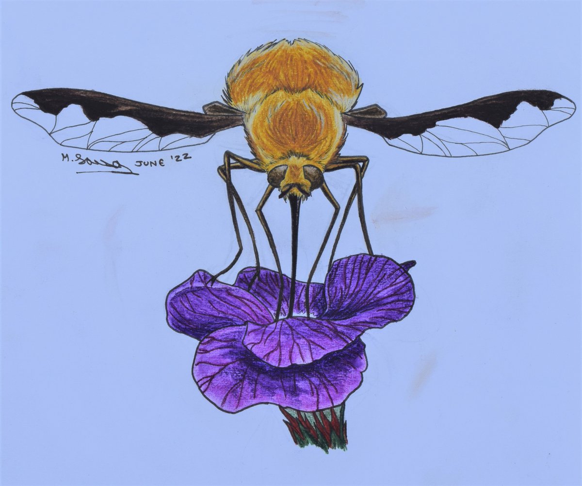 MaudScientist's tweet photo. My #Junebug2022 woes continue. Laptop still being repaired, and then I hurt my hand & couldn't draw! Now catching up.
This is Bombylius major, our commonest bee fly, usually seen in the spring.
Fun fact: Bee flies are brood parasites of solitary bees. https://t.co/rpKkIXD8ar