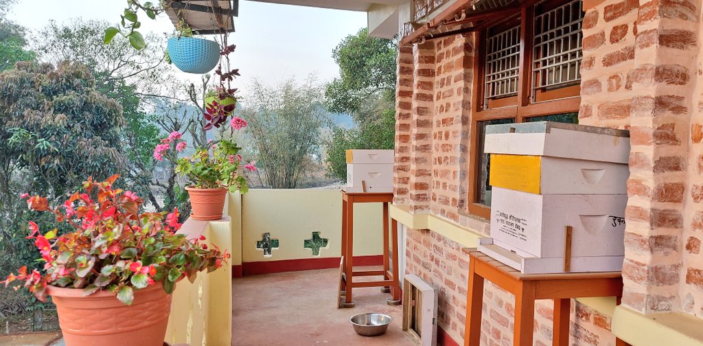 DhakalSaurav's tweet image. उपहारका लागि धन्यबाद । @SagarBeeHQ चिउरिको बिरुवा सहित ।। #SaveBee #Nepal