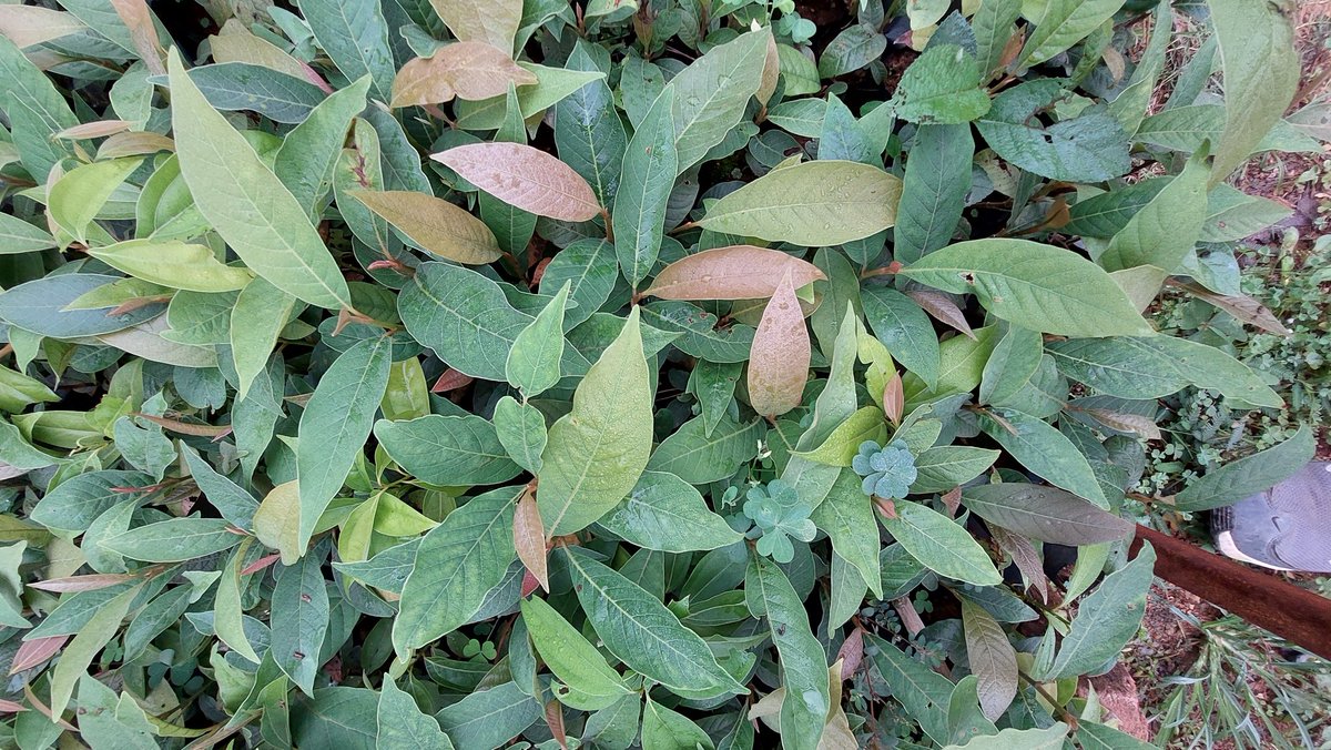 DhakalSaurav's tweet image. उपहारका लागि धन्यबाद । @SagarBeeHQ चिउरिको बिरुवा सहित ।। #SaveBee #Nepal