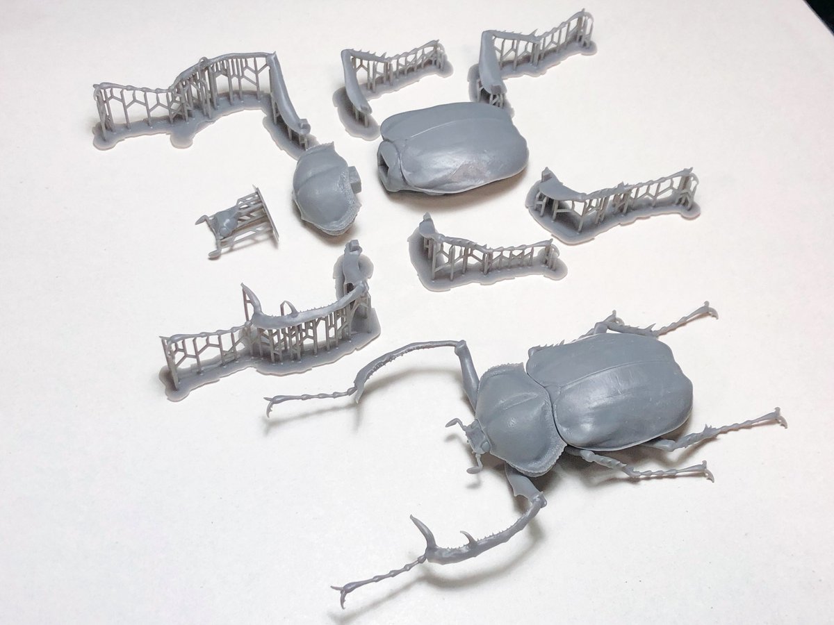 レア昆虫 カタゾウムシ 標本3つ 珍奇昆虫