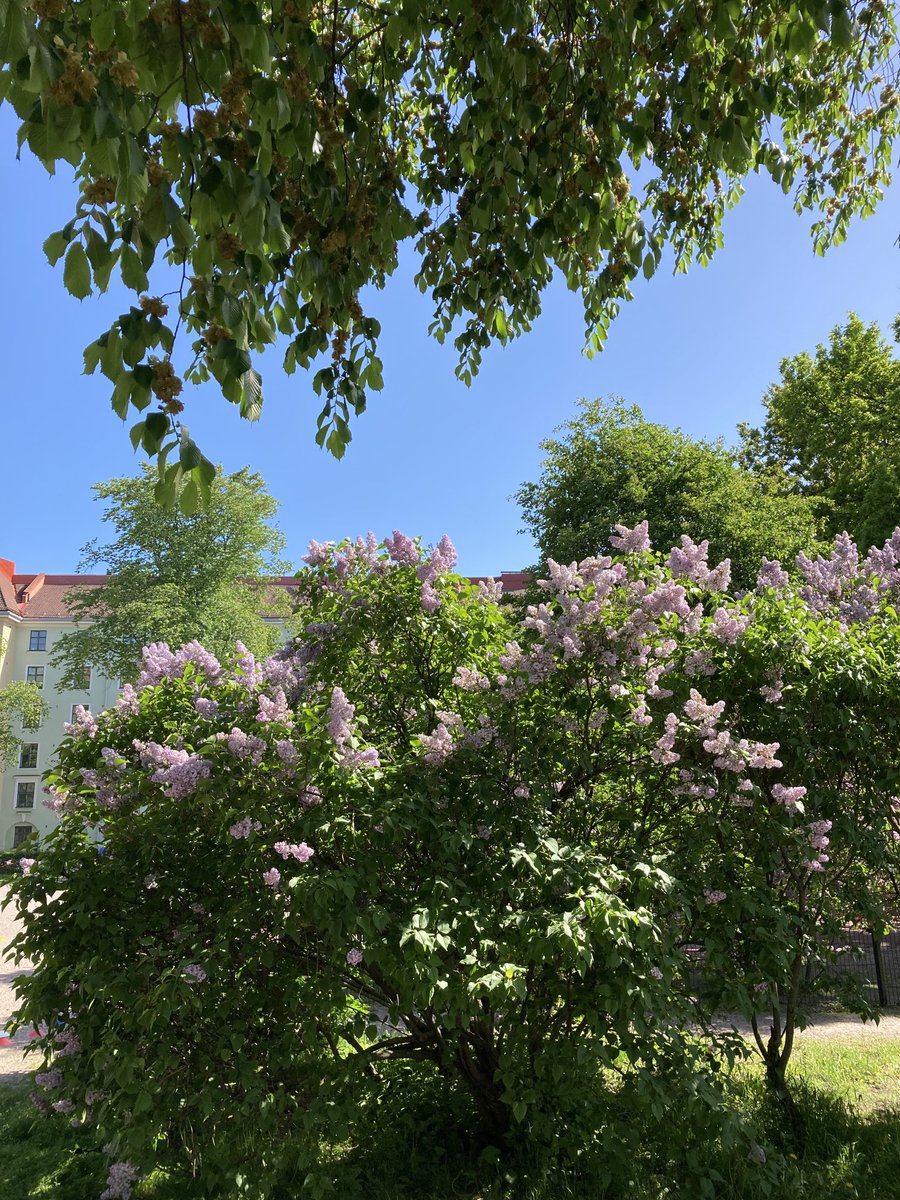 NWallde's tweet photo. Mun stadi tuoksuu Hesperian leikkikentän sireeneille ja helteisen päivän jälkeen sateen kastelemalle kuumalle asfaltille🥰#helsinkipäivä https://t.co/DdCxVaaCeh