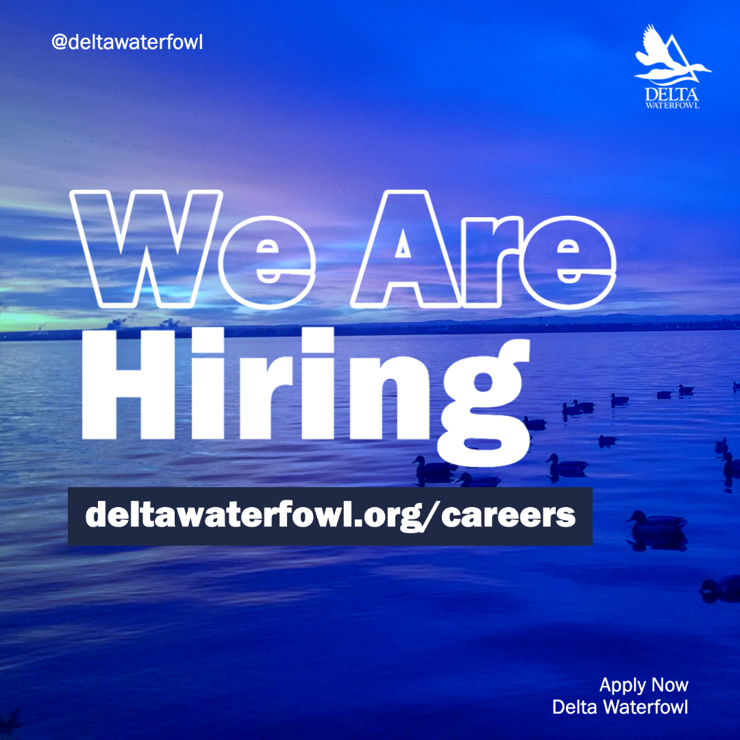 DeltaWaterfowl's tweet photo. Grow your career to Delta Waterfowl. Visit https://t.co/5Me39xLWrq to learn more about open positions and apply. #career #deltawaterfowl #grow #duckhunters #theduckhuntersorg https://t.co/mMj0slqriT
