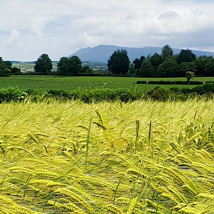 PatMull27553205's tweet photo. Winter barley looking really well with the Ballyhoura and Galtee mountains in the background.
@kildorrery
@mcdonnellbros https://t.co/TIBuiydBZR