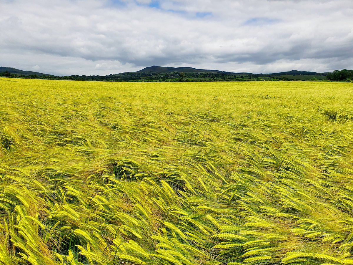 PatMull27553205's tweet photo. Winter barley looking really well with the Ballyhoura and Galtee mountains in the background.
@kildorrery
@mcdonnellbros https://t.co/TIBuiydBZR