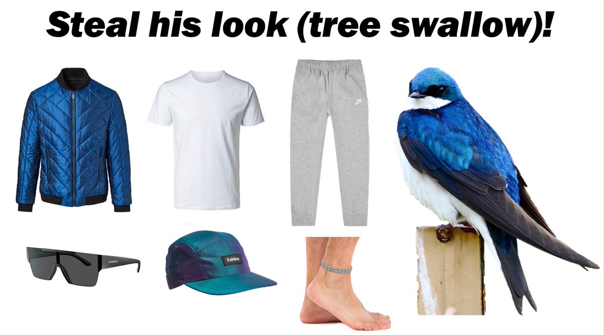 Saw this for other bird species so I introduce Steal His Look - Tree Swallow Edition.