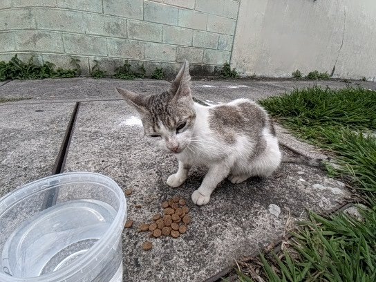 severlador's tweet photo. Gatita -es posible que esté cargada- abandonada. No huye de la gente y parece que fue lastimada. En zona de La Sabana-Bosques Santa Teresa. Por favor RT. https://t.co/s2FNSL2YhR