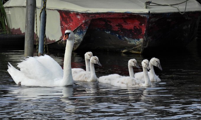 ハクチョウのtwitterイラスト検索結果