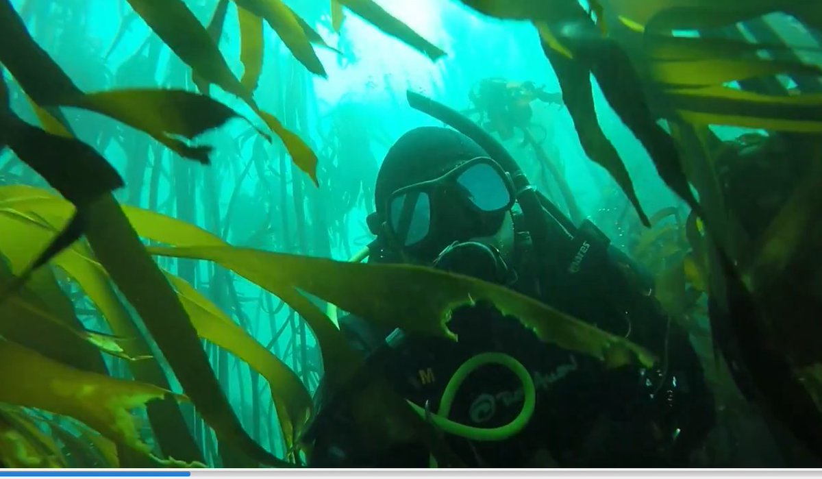 GoDive_Interns's tweet photo. South Africa - #freedive #kelpforrests #scuba #WhiteSharks #cagedive #MosselBay #WhiteSharkAfrica #godiveMosselBay #aliwalshoal #sardinerun #Ocean #underwaterphotography https://t.co/4bQ5oSNxET