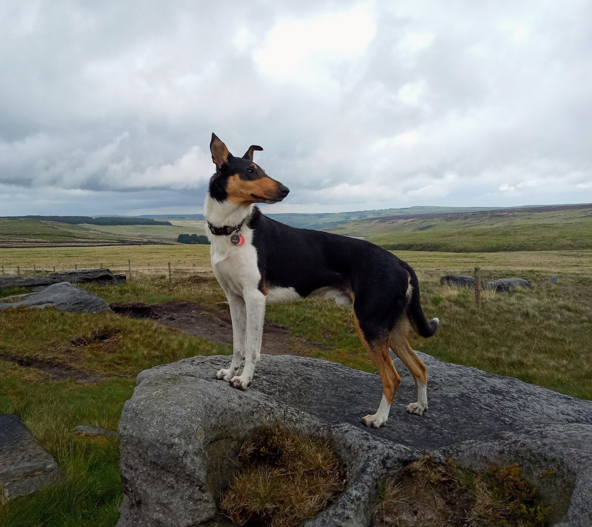 2/2 He indicted to handler Steve who together with his navigator was able to get the person the help they needed.

This is Rolf's first operational find. Fantastic result

#thenoseknows
#poweredbyburns 
Burns Pet Nutrition