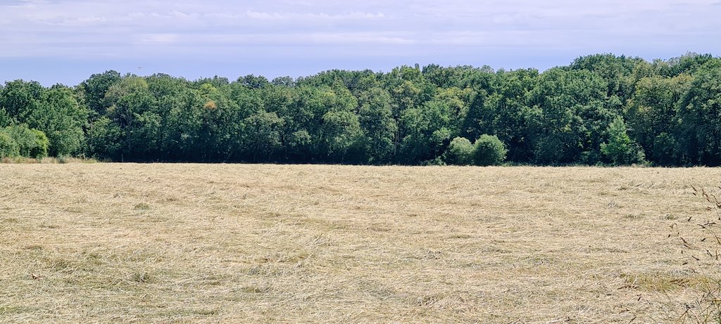 Les_Elles_Terre's tweet photo. Pour la vue
And voilà 🤗
Pour l'odeur... désolée mais là je ne peux rien faire 😉
#Foin2022 #AlimentationAnimale #AlimentationVachesLaitières #AlimentationVachesAllaitantes
#CellesQuiFontLaViande #CellesQuiFontLeLait
@MonBBlait @Fragritwittos
#LesElles https://t.co/HrLQQM2897
